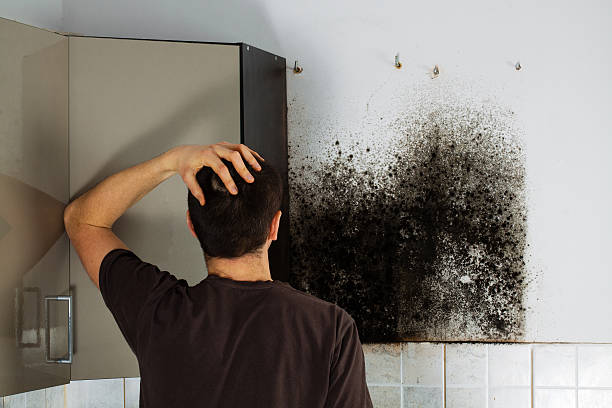 Bremerton, WA Mold Removal Company